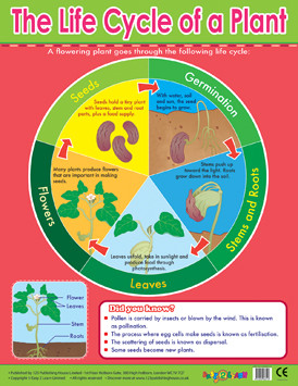 Educational School Posters | Plant Lifecycle Reference ...