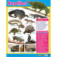 Educational School Posters | Amphibians Reference Chart for the Classroom