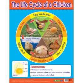 KS2 Posters - Chicken Life Cycle